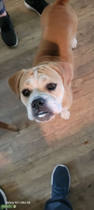 Stunning Beabull Lady looking for a mate Listing Image