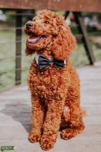 AKC Red Mini Poodle, OFA/CHIC tested, Titles, AI, can ship! Listing Image