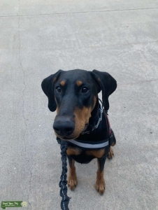 Black and Rust European Doberman Listing Image