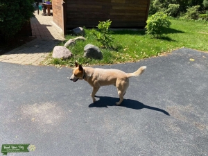 Australian Cattle Dog Chicago Suburbs Listing Image