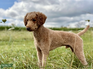 Red Standard Poodle Listing Image