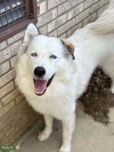 Great pyrenees husky mix Listing Image