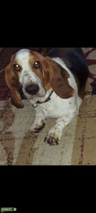 Tricolor female Bassett Hound  Listing Image