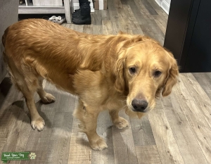 AKC Male Looking For a Mate!  Listing Image