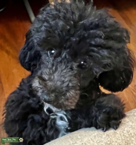 AKC Miniature Poodle Ready For Breeding Listing Image