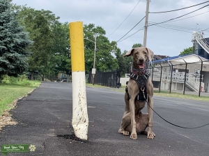Pure Grey Weimaraner Listing Image