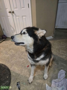 Giant Malamute Female Listing Image