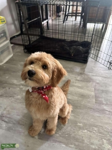 Goodendoodle (with bernedoodle) Listing Image