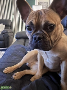 Eight month old purebred French bulldog Listing Image