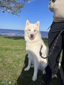 Siberian Husky Stud  Listing Image