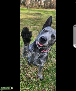 RARE, ALL BLUE AUSTRALIAN CATTLE DOG Listing Image