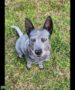 RARE, ALL BLUE AUSTRALIAN CATTLE DOG Listing Image