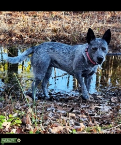 RARE, ALL BLUE AUSTRALIAN CATTLE DOG Listing Image