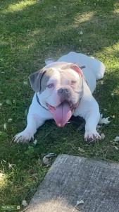Micro Bully  Listing Image