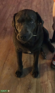 AKC Charcoal Male Listing Image