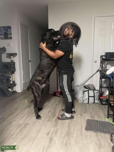 ICCF Cane Corso Male Listing Image