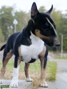 3 year old loving and affectionate Bull Terrier stud  Listing Image