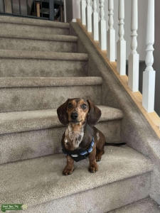 MINI DACHSHUND  Listing Image