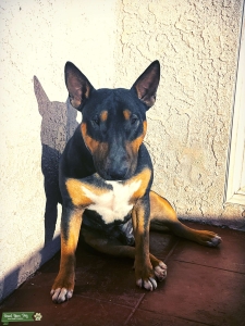 Bull Terrier Stud Listing Image