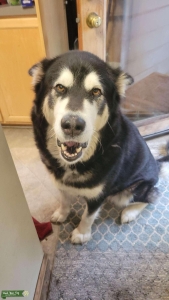 Giant Malamute  Listing Image