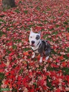 Rare Blue Nose Gotti Pit Bull  Listing Image