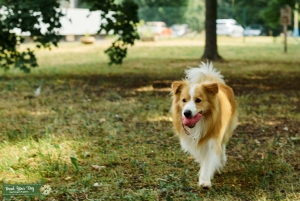 Border collie/ee red     Listing Image