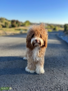 Australian labradoodle  Listing Image