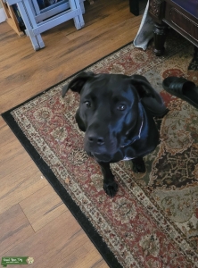 Black Lab/Pit Mix Listing Image