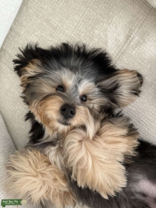 Looking for my perfect Yorkie  Listing Image