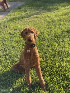 AKC Standard Poodle Listing Image