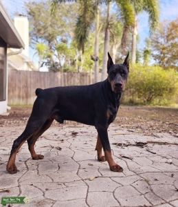 Beautiful AKC European Doberman stud Listing Image