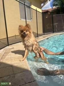 Stud Pomeranian  Listing Image