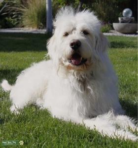 Handsome White F1 Labradoodle Stud Listing Image
