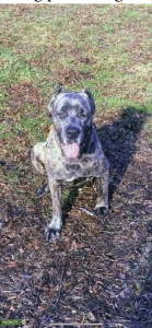 Grey brindle Female  Listing Image