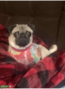 Fawn Pug Listing Image