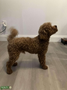 King – AKC Registered Toy Poodle with Champion Traits Listing Image