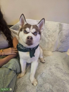 Handsome Husky-Corgi mix Stud Listing Image