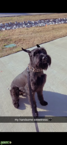 Black Giant Schnauzer  Listing Image