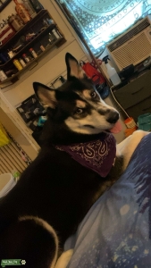 Black and Tan Siberian Husky Listing Image