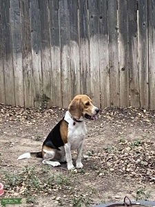 Tri color beagle Listing Image