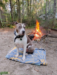 70 lb. American Bully Female  Listing Image