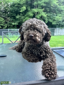 Micro Mini Labradoodle  Listing Image