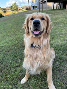 Healthy Golden Retriever Male Listing Image