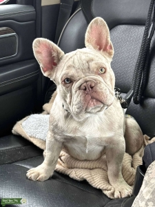 AKC registered Isabella merle heterochromia Listing Image
