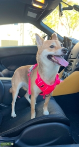 Red Mame Shiba, Looking for Stud Listing Image
