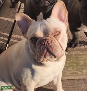 FRENCH BULLDOG UP 4 STUD Listing Image