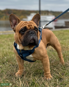 French Bulldog Stud Listing Image