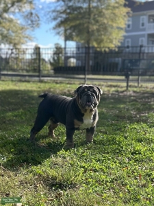 English Bulldog Stud Listing Image
