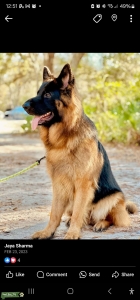 AKC German shepard stud Listing Image