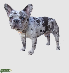 Etienne Le Grand STUD!! (Merle Frenchy) Listing Image